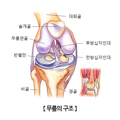 콘드로이친 하루 1,200mg 관절질환 예방! (효능부터 음식 섭취 꿀팁까지!) 2 무릎의 구조
