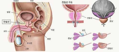 남성 전립선 건강, 지금부터 제대로 지키자! (원인부터 치료까지 완벽 가이드!) 2 전립선 구조